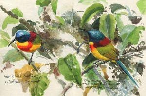 green-tailed sunbird