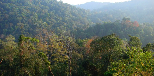 Thai forest
