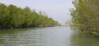 mangrove
