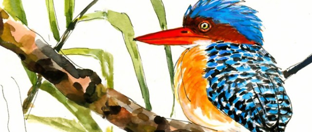 Blue-eared Kingfisher