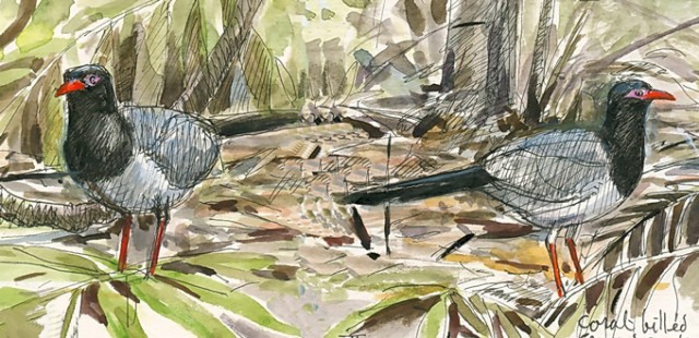 Coral-billed Ground Cuckoo