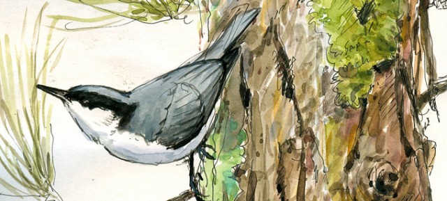 Giant Nuthatch